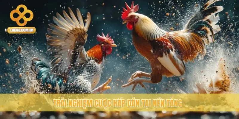 Trải nghiệm cược hấp dẫn tại nền tảng