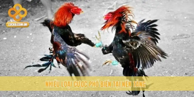 Nhiều loại cược phổ biến tại nền tảng